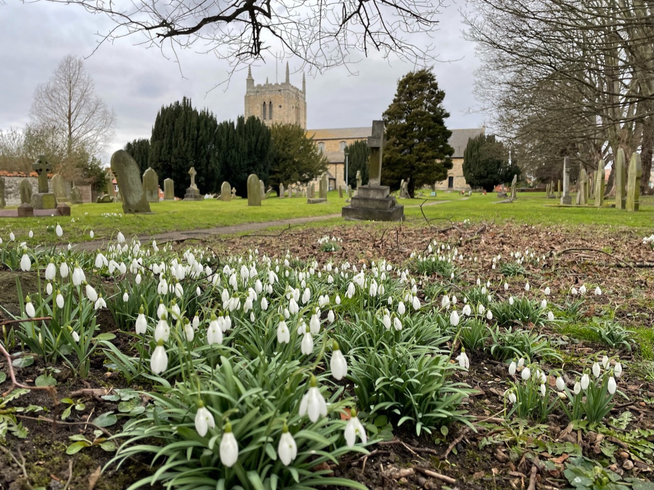 Snowdrops at St Andrew's