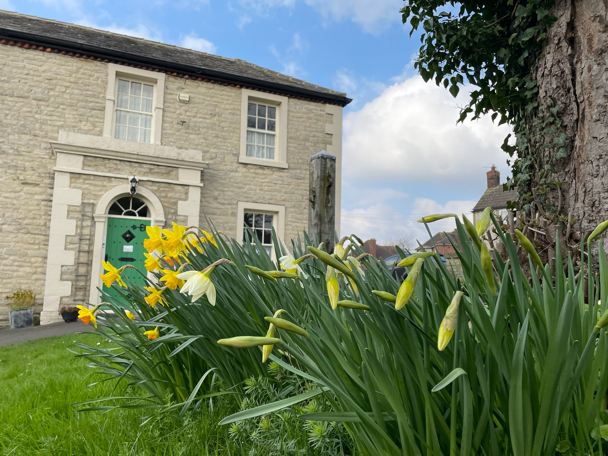 Daffodils at Spa Hill